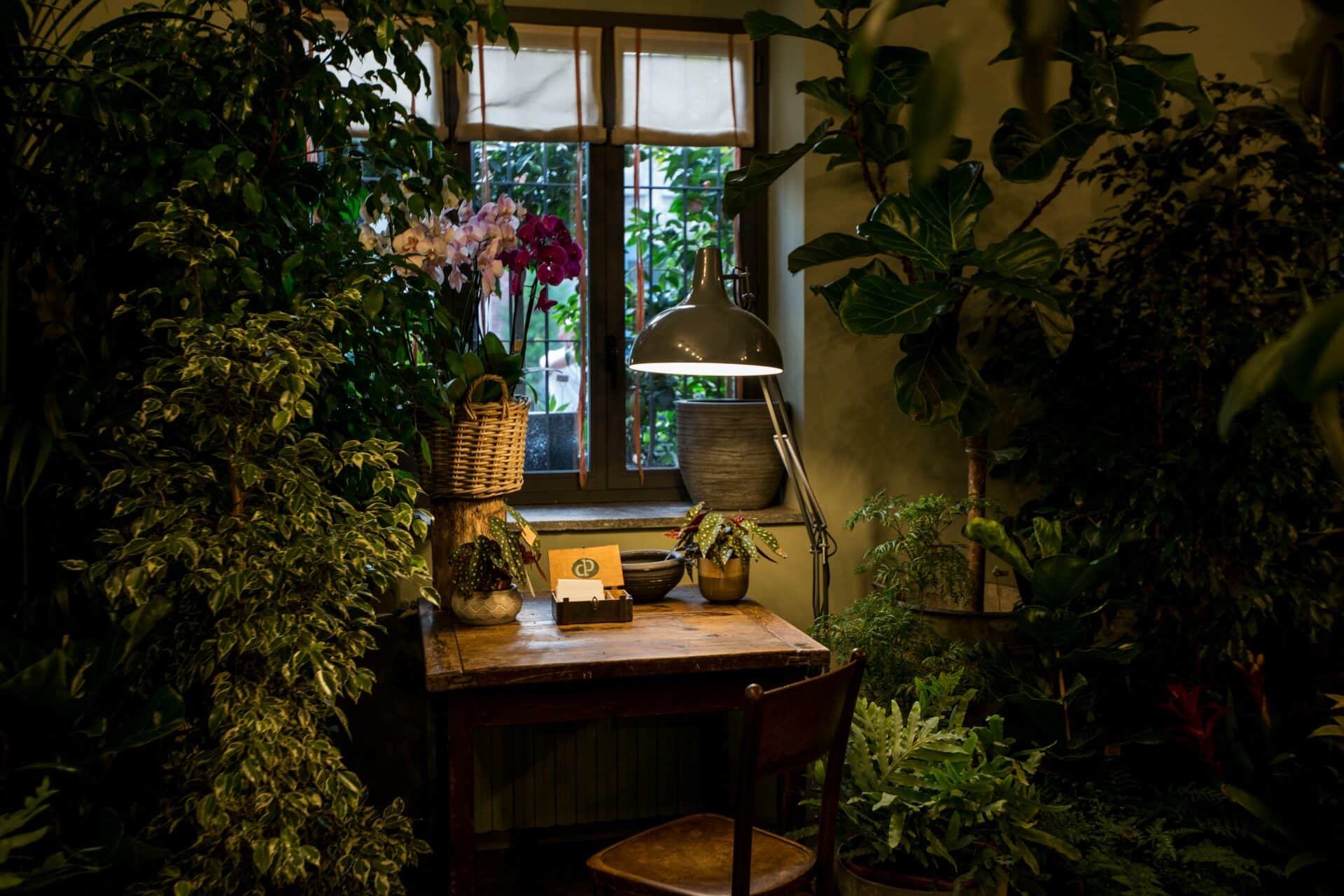 Ella's desk surrounded by plants